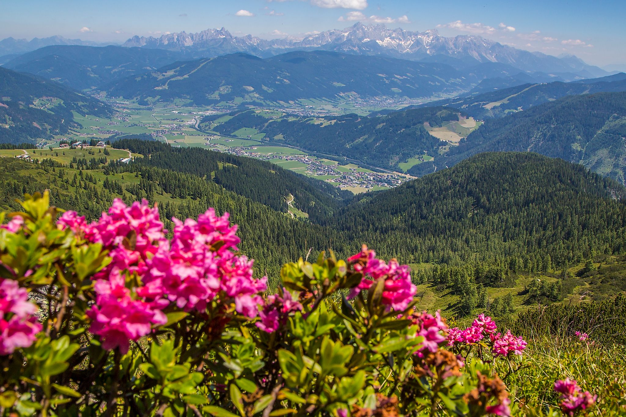 <p>View past the alpine flowers down into the beautiful Ennspongau.</p>