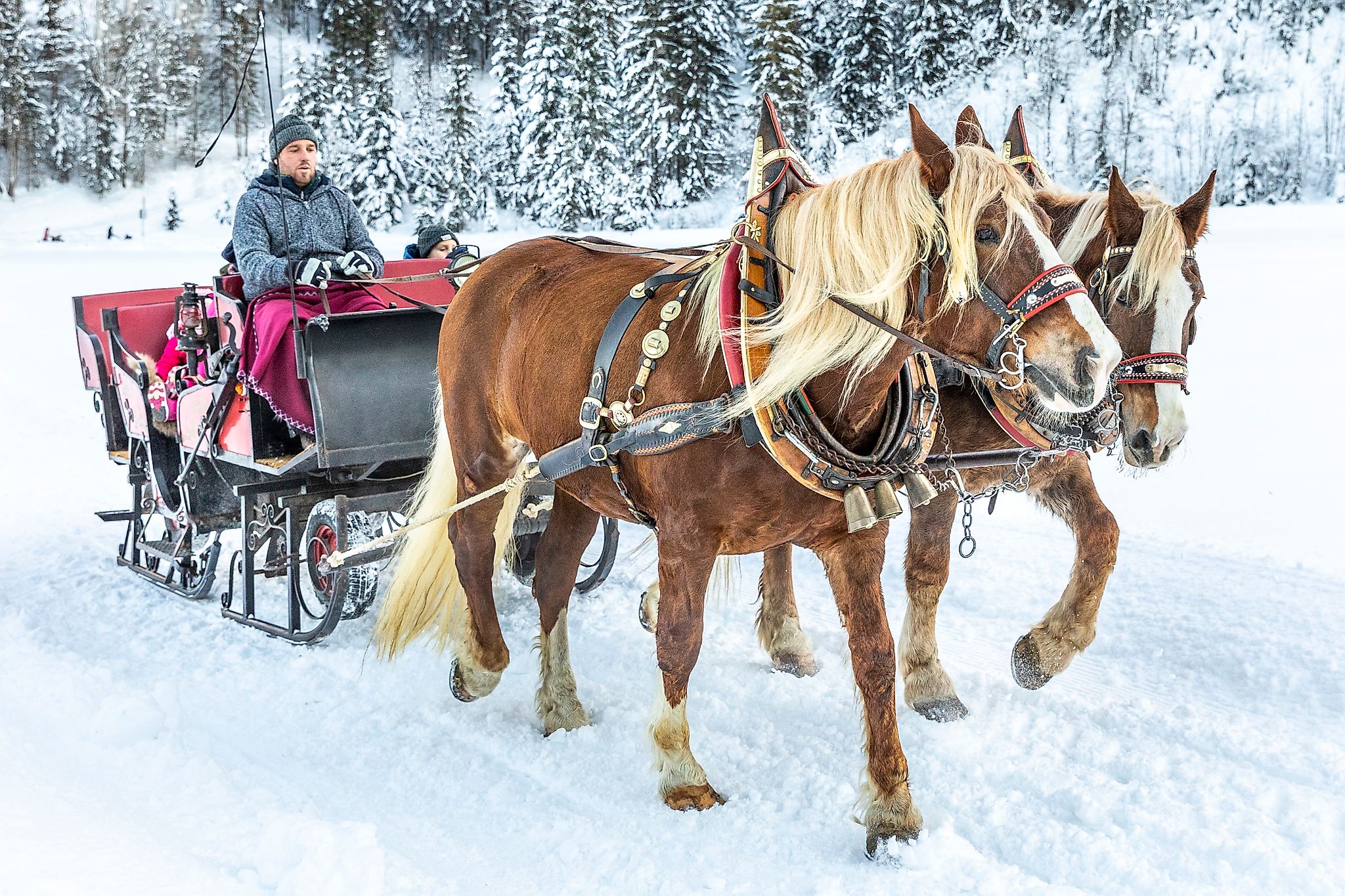 <p>Per Pferdekutsche das winterliche Flachautal erleben.</p>